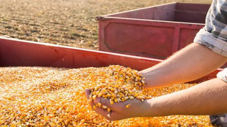 Hogyan tovább, kárpátaljai szántóföldi növénytermesztés?