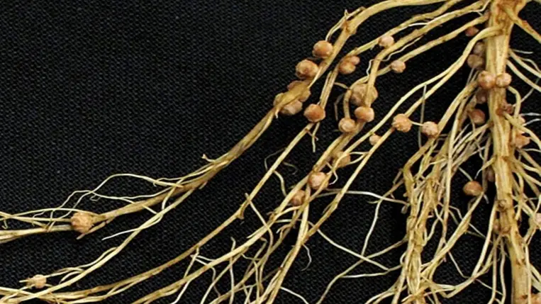 A szója termesztése (1.). Szója gyökérzete