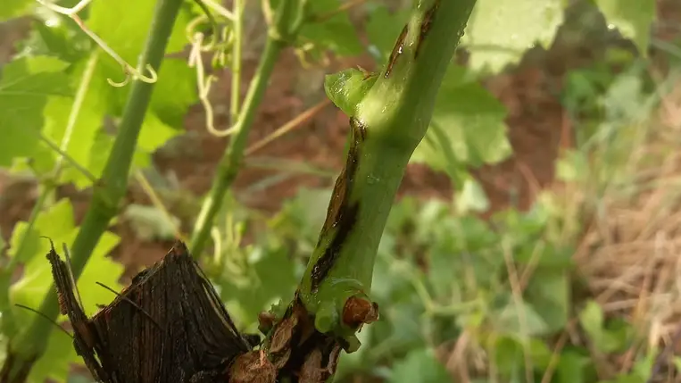 Felkészülés a növényvédelmi munkákra