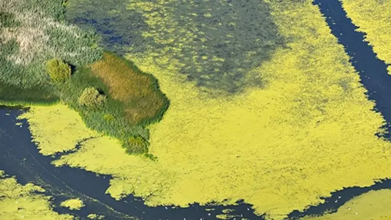 Szenzációs felfedezést tettek a Tisza-tónál 