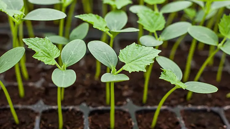 A fóliás uborka palántaneveléséről