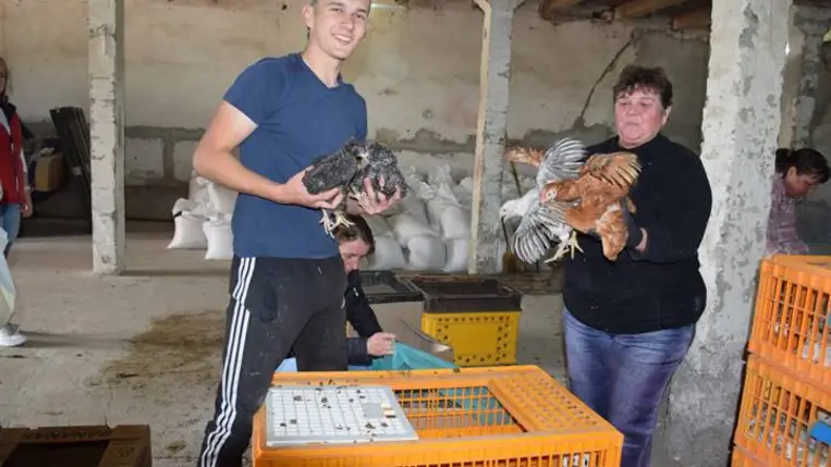Önfenntartó nagycsalád - Előnevelt csirkéhez jutott a KMNE 400 tagcsaládja. Fotó: Kárpátinfó/ Kovács Elemér