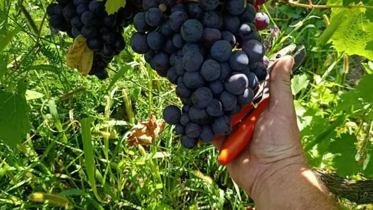 Elkezdődött a korai borszőlők betakarítása - Kisebb hozamok, jobb minőség. Fotó: Kárpátinfó/ Kovács Elemér