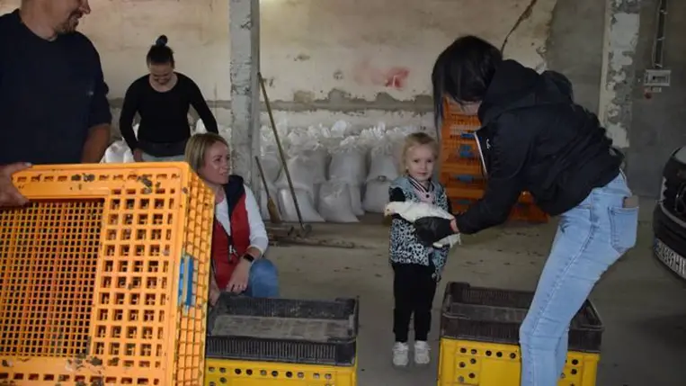 Önfenntartó nagycsalád - Előnevelt csirkéhez jutott a KMNE 400 tagcsaládja. Fotó: Kárpátinfó/ Kovács Elemér