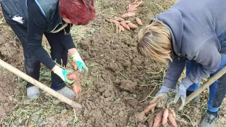 Batátatermesztés – 2025 - Közepes hozamok, bizakodó termelők. Fotó: Kárpátinfó/ Kovács Elemér