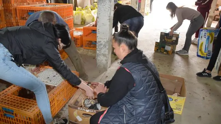 Önfenntartó nagycsalád - Előnevelt csirkéhez jutott a KMNE 400 tagcsaládja. Fotó: Kárpátinfó/ Kovács Elemér