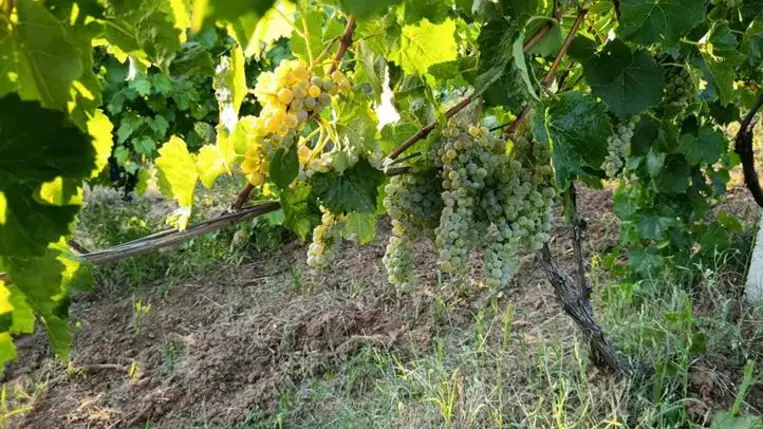 Elkezdődött a korai borszőlők betakarítása - Kisebb hozamok, jobb minőség. Fotó: Kárpátinfó/ Kovács Elemér
