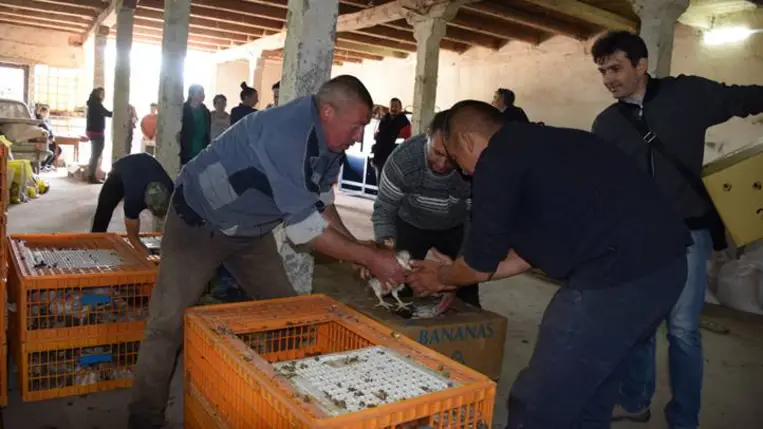 Önfenntartó nagycsalád - Előnevelt csirkéhez jutott a KMNE 400 tagcsaládja. Fotó: Kárpátinfó/ Kovács Elemér