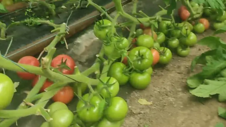 Zöldségdömping szeptember közepén? - Az árufeltorlódás lehetséges okai. Fotó: Kárpátinfó/ Kovács Elemér