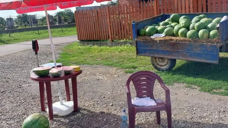 Dinnyetermesztés – 2025. A vártnál gyengébb hozamok - A termesztési kedv továbbra is töretlen. Fotó: Kárpátinfó/ Kovács Elemér