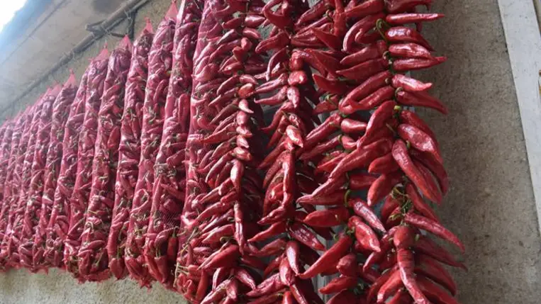 Fűszerpaprika-termesztés 2025 - Egy népszerű termék vidékünkön és a határon túl is. Fotó: Kárpátinfó/ Kovács Elemér