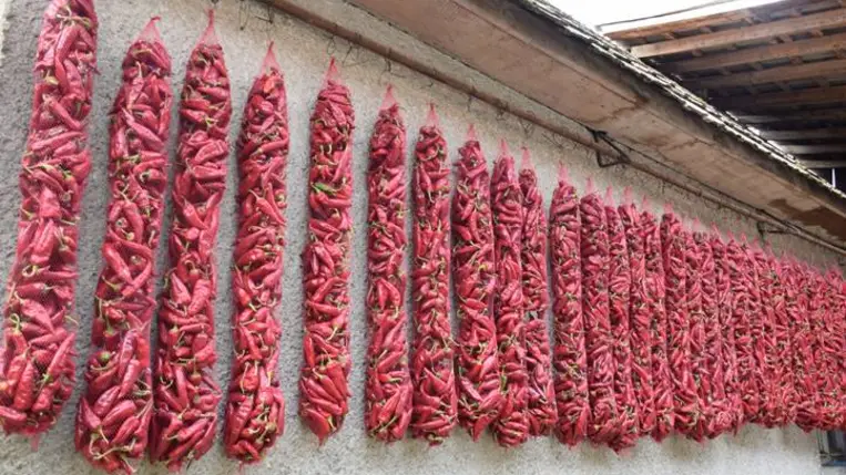 Fűszerpaprika-termesztés 2025 - Egy népszerű termék vidékünkön és a határon túl is. Fotó: Kárpátinfó/ Kovács Elemér