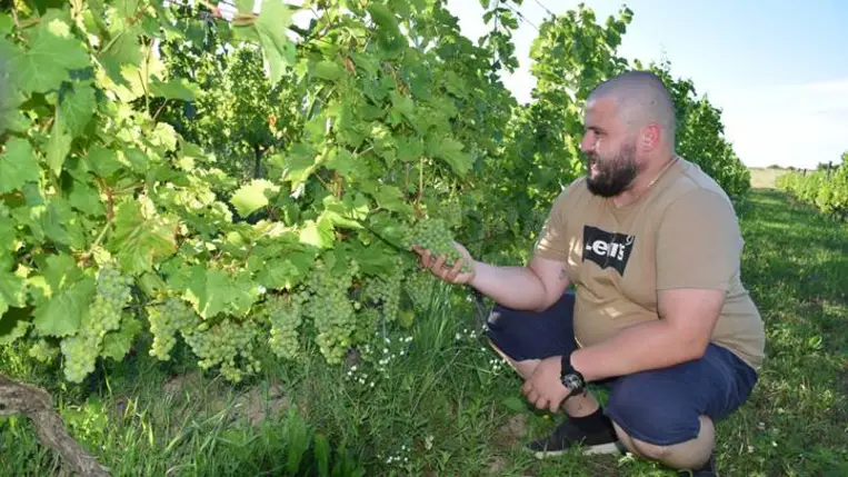 Szőlőtermesztés – 2025. Kevesebb fürt, egészségesebb bogyók - Minőségi borokra számítunk. Fotó: Kárpátinfó/ Kovács Elemér