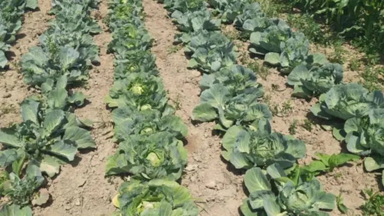 Agrárium – 2025 - Ungvidéken is az aszály jelenti a legnagyobb gondot. Fotó: Kárpátinfó/ Kovács Elemér