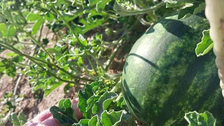 Dinnyetermesztés – 2025. A vártnál gyengébb hozamok - A termesztési kedv továbbra is töretlen. Fotó: Kárpátinfó/ Kovács Elemér