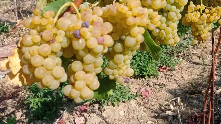 Új telepítéskor érdemes a régi, hagyományos fajtákat előnyben részesíteni