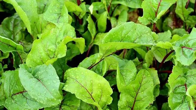 Hogyan termesszünk céklát másodnövényként kertjeinkben?