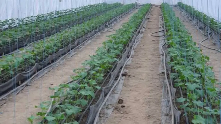 Új utakon a fóliasátras zöldségtermesztésben, avagy megoldások a talajproblémákra (5.)