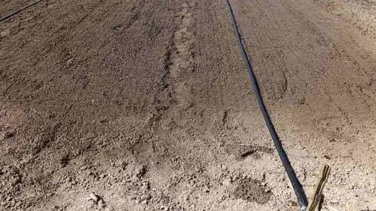 Piacon az első hazai primőr - A retek mindent kibír