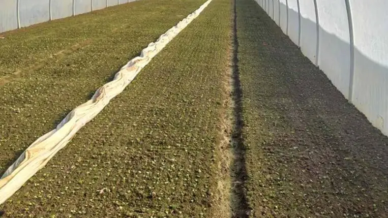 Piacon az első hazai primőr - A retek mindent kibír