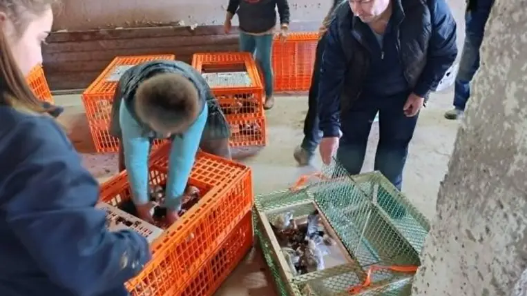 Előnevelt csibékre pályázhattak a KMNE tagcsaládjai - Önfenntartó nagycsalád