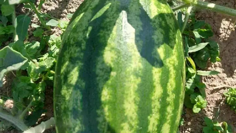 Sikeres volt a szabadföldi dinnyetermesztés
