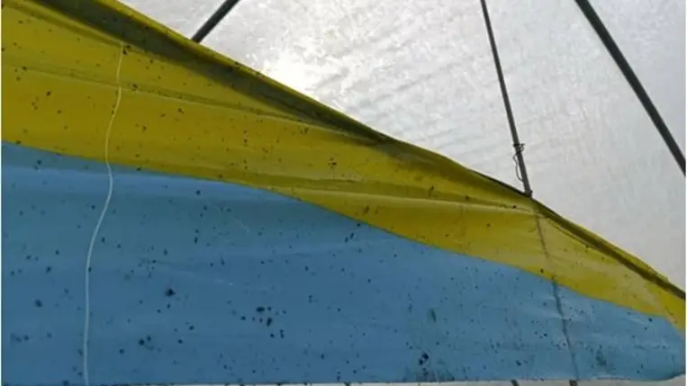 Miért és hogyan alkalmazzunk színcsapdákat a zöldséghajtatásban