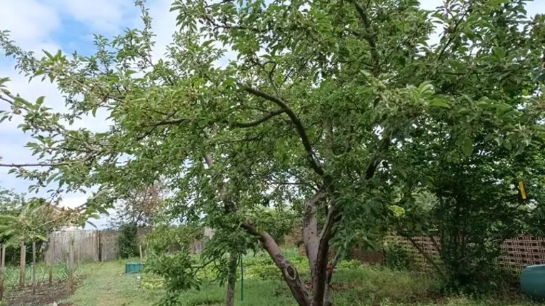 Nem hagyhatjuk magára gyümölcsfáinkat! - Kötelező a minimális növényvédelem