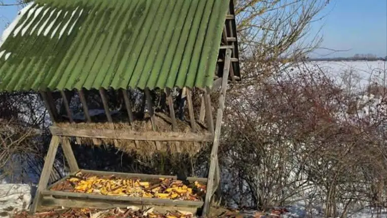 Évek fordulóján: Vadászat és vadgazdálkodás - Célkeresztben a róka és az aranysakál