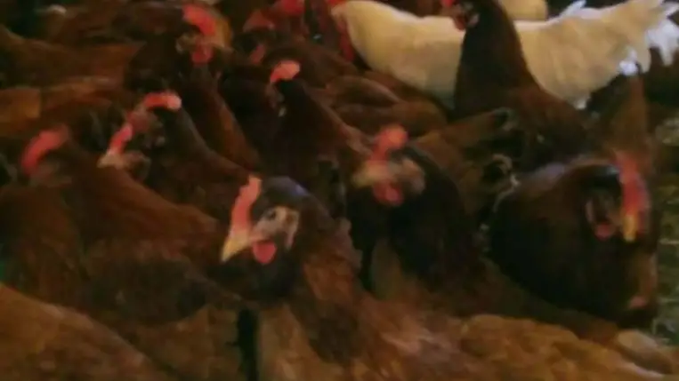 Előnevelt csibét tessék! – A kettős hasznosítású a nyerő