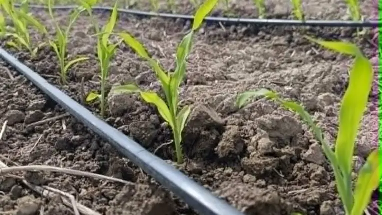 Továbbra is szomjaznak a földek - Mit adott a 24. órában érkezett csapadék?
