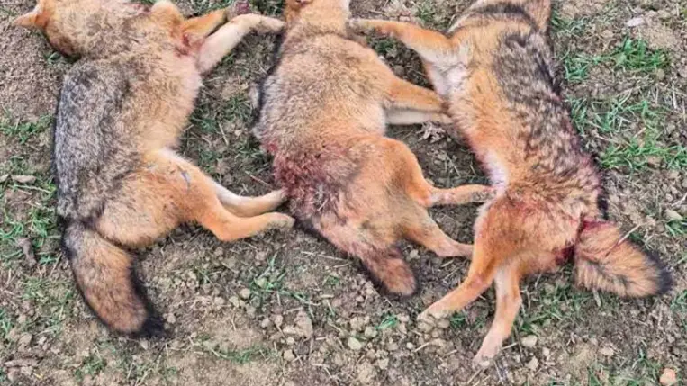 Évek fordulóján: Vadászat és vadgazdálkodás - Célkeresztben a róka és az aranysakál