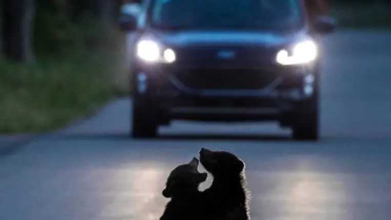 „Tánc a fényszórók fényében” (Dancing in the Headlights) – Will Nicholls (Egyesült Királyság) (Forrás: Wildlife Photographer of the Year﻿ Facebook-oldala)