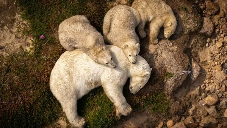 „Családi pihenés” (Family Rest) –Christopher Paetkau (Kanada) (Forrás: Wildlife Photographer of the Year﻿ Facebook-oldala)