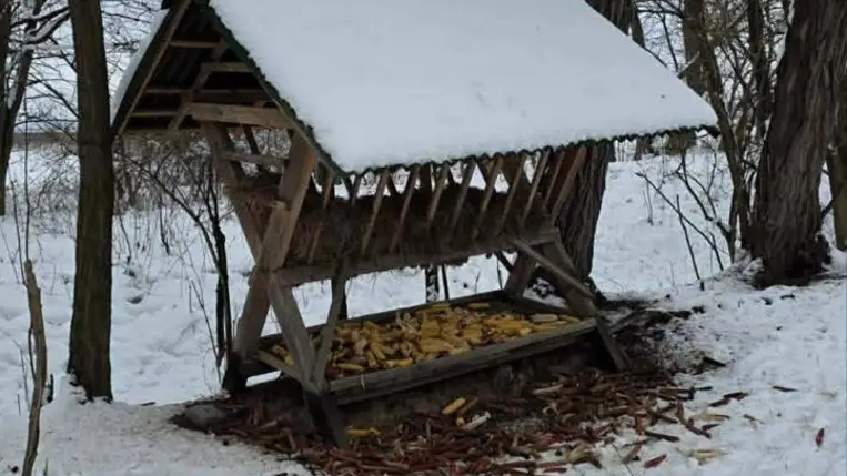Évek fordulóján: Vadászat és vadgazdálkodás - Célkeresztben a róka és az aranysakál