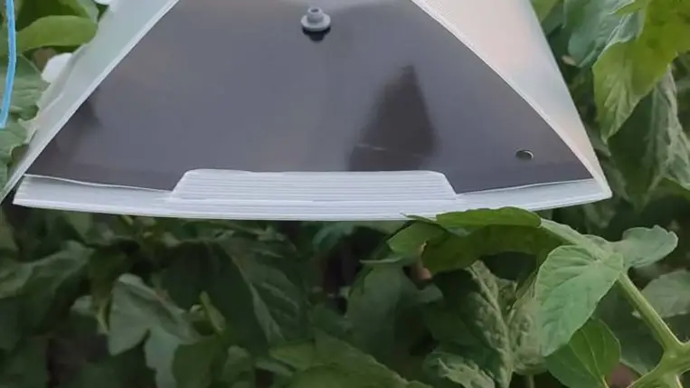 Miért és hogyan alkalmazzunk színcsapdákat a zöldséghajtatásban