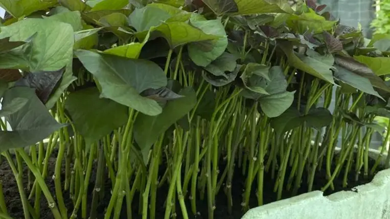 Az édesburgonya (batáta) palántanevelése