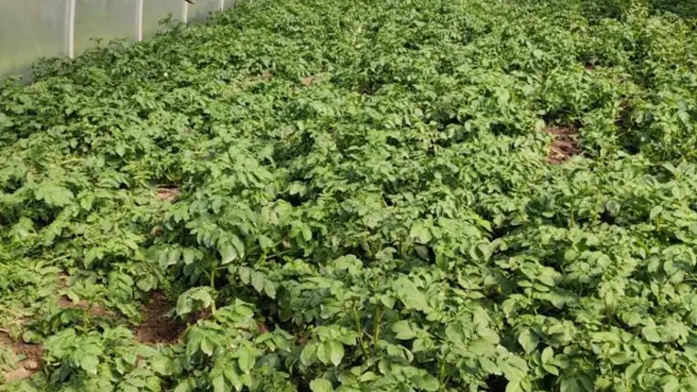 A burgonyánál is számít a koraiság