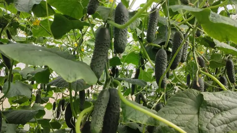 2025-ben is sokan favorizálták a fóliás zöldségtermesztést