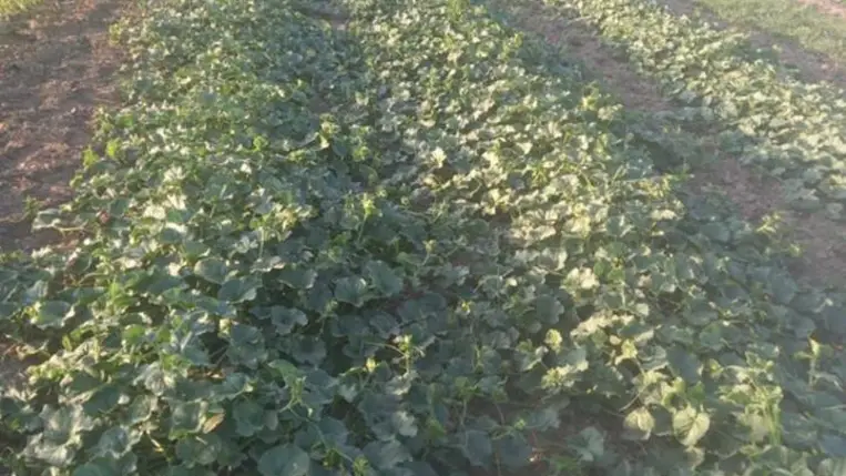 Sikeres volt a szabadföldi dinnyetermesztés