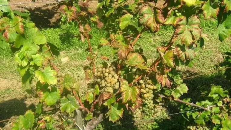 Új szemlélet, másfajta védekezés szükséges - Veszélyes kórokozó a szőlőben – az aranyszínű sárgaságot okozó fitoplazma