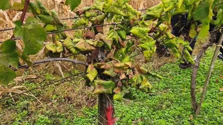 Új szemlélet, másfajta védekezés szükséges - Veszélyes kórokozó a szőlőben – az aranyszínű sárgaságot okozó fitoplazma