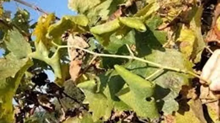 Új szemlélet, másfajta védekezés szükséges - Veszélyes kórokozó a szőlőben – az aranyszínű sárgaságot okozó fitoplazma
