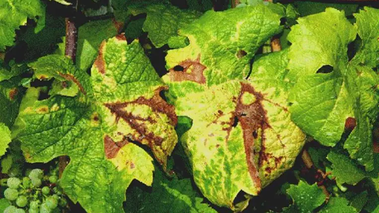 Új szemlélet, másfajta védekezés szükséges - Veszélyes kórokozó a szőlőben – az aranyszínű sárgaságot okozó fitoplazma