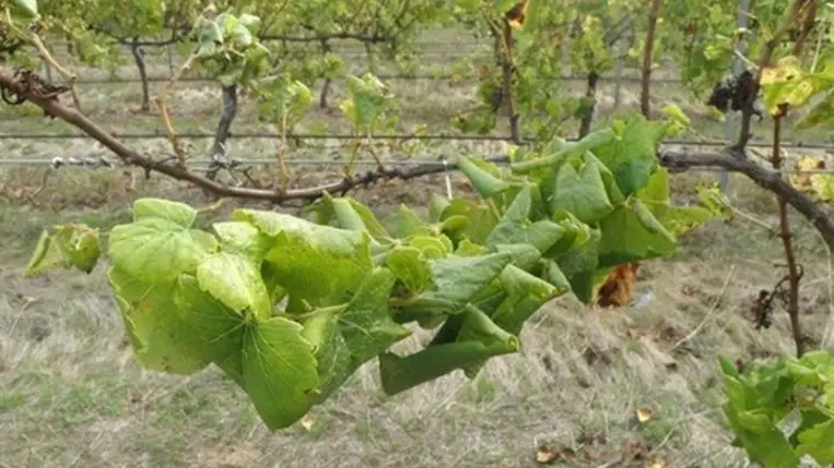 Új szemlélet, másfajta védekezés szükséges - Veszélyes kórokozó a szőlőben – az aranyszínű sárgaságot okozó fitoplazma