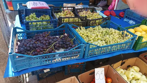 Csemegeszőlőtermesztés – 2024 - Hetekkel korábban indult a szezon. Fotó: Kárpátinfo/Kovács Elemér