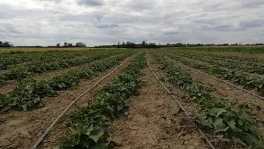 Az édesburgonya gondozása