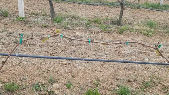 Tavaszi fagykárok után: hogyan folytassuk a növényvédelmet?