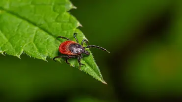 A Lyme-kór elsődleges terjesztői a kullancsok.  Fotó: Shutterstock