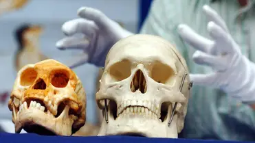 A Liang Bua-i barlangban talált koponya egy Homo sapiens koponya mellett. Fotó: Johnny Green - PA Images / PA Images / Getty Images